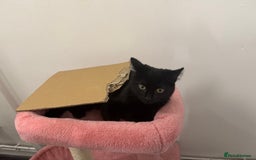 British Shorthair cats for sale: Female kitten for sale  - Image 2