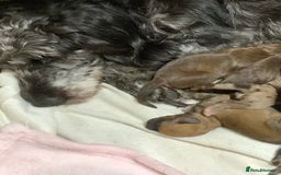Poodle dogs for sale: Rare markings ready now - Image 4