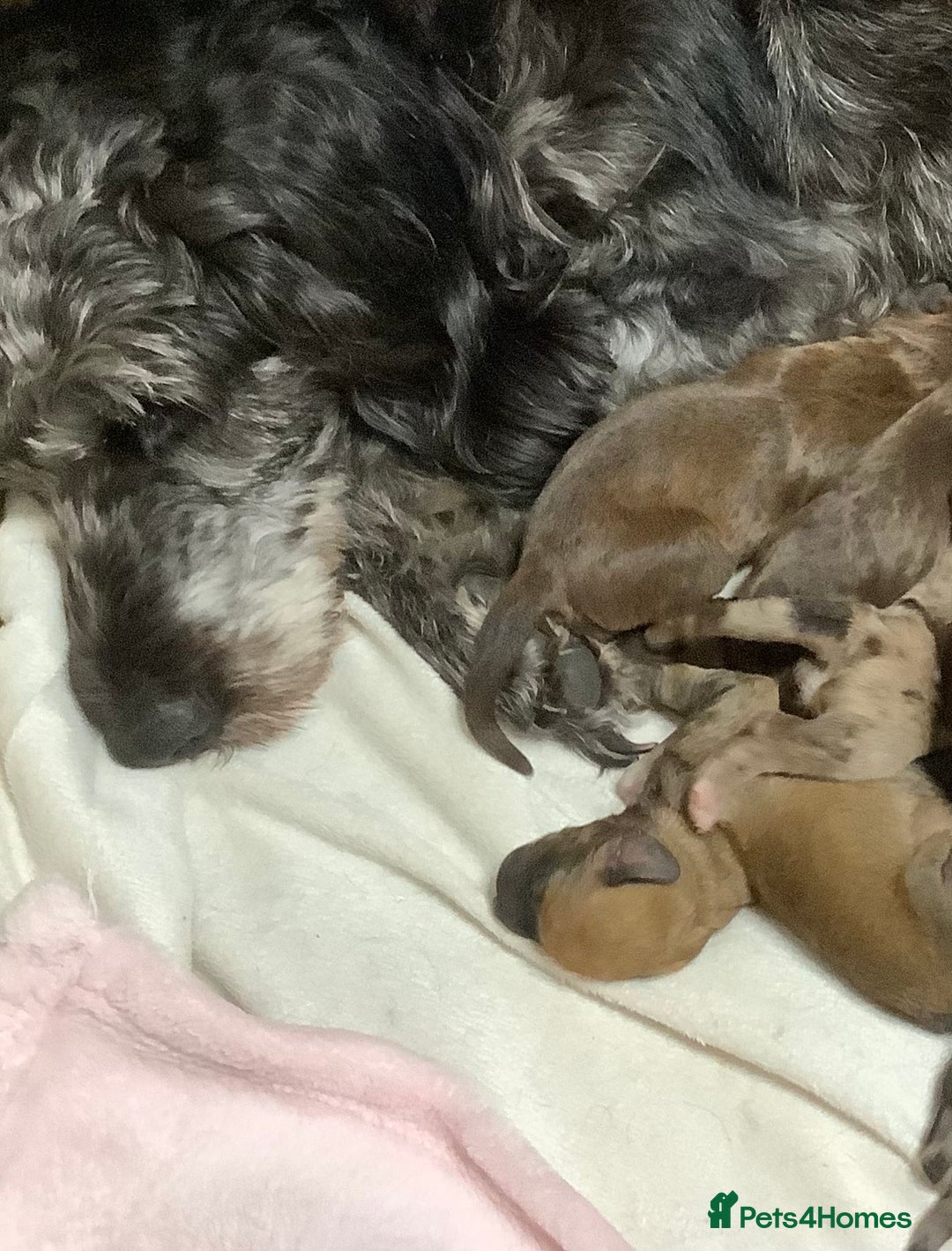 Poodle dogs for sale: Rare markings ready now - Image 4