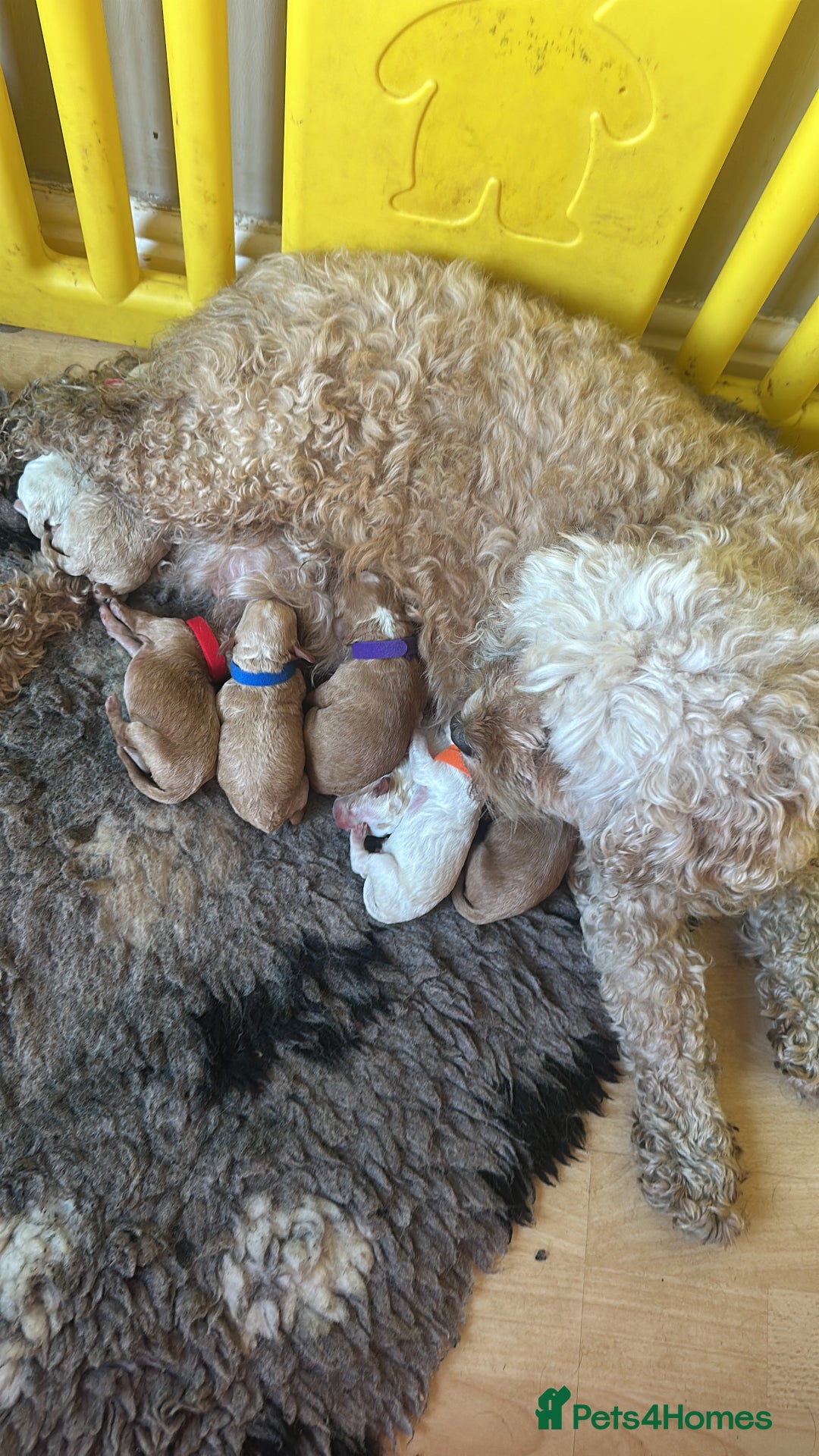 Cavapoo dogs for sale: Stunning F1b Cavapoos - Advert 2