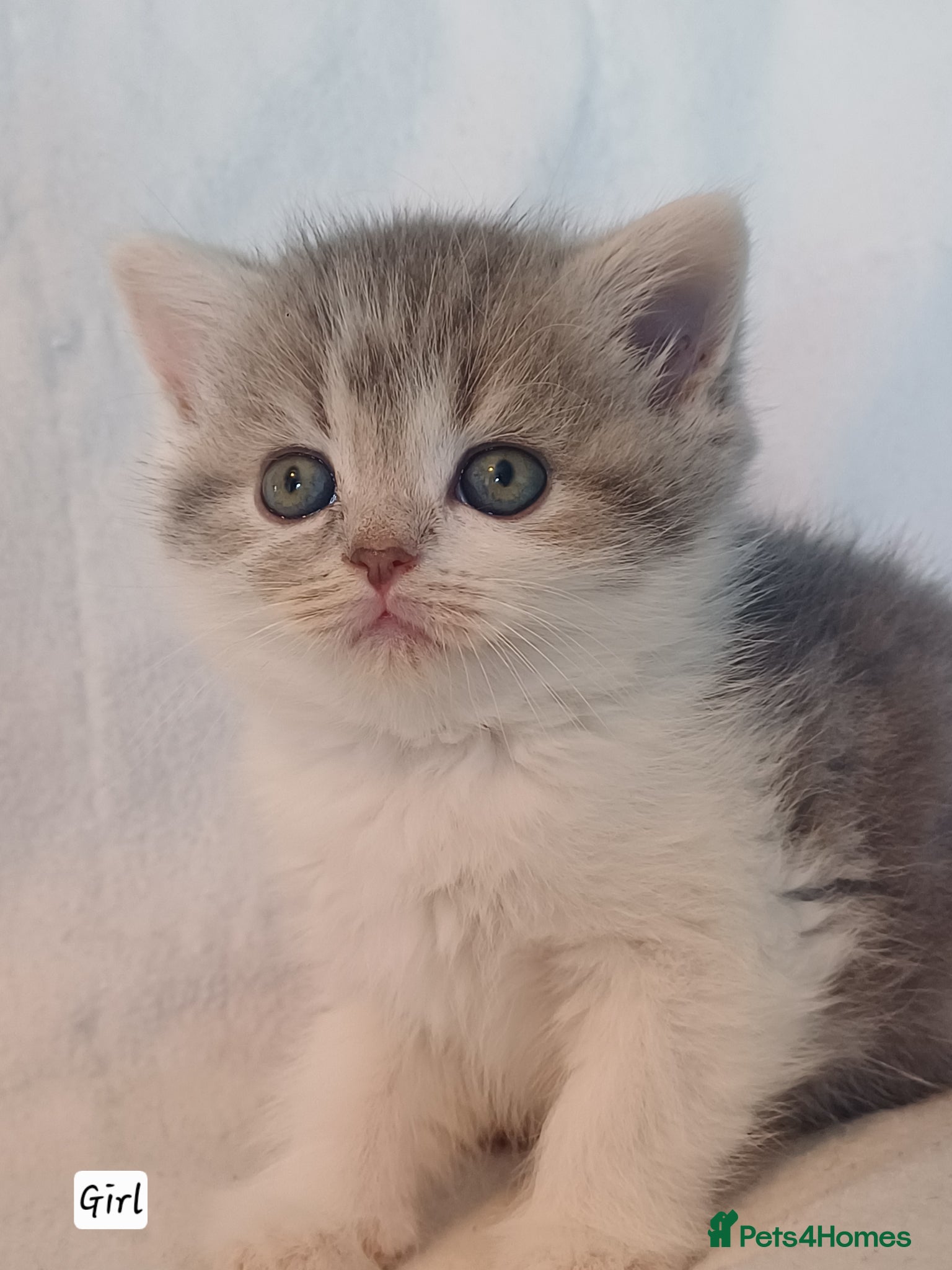 British Shorthair cats for sale: Gorgeous Brittish Shorthair 🐱 - Advert 22