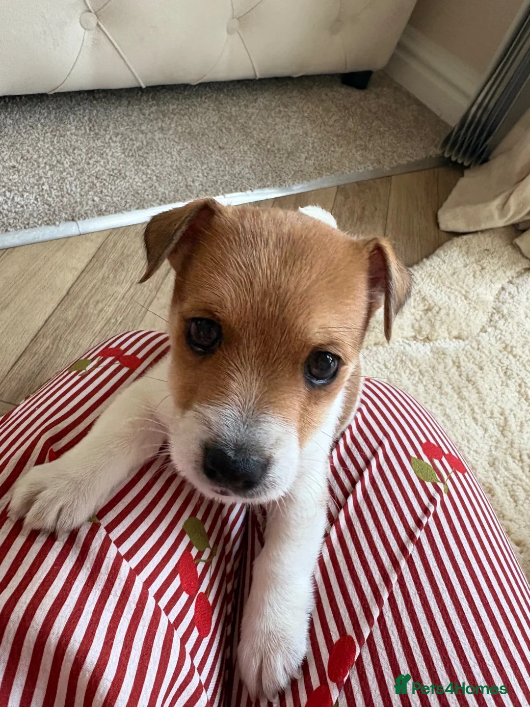 Jack Russell dogs for sale: Boy jack russel in Evesham - Advert 2
