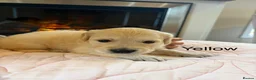 Golden Retriever dogs for sale:     Stunning KC Registered Golden Retriever Pups - Advert 11