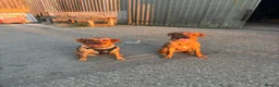 Labrador Retriever dogs for sale: Pedigree Red Fox Labrador Retriever Puppies  in Coulsdon - Advert 2