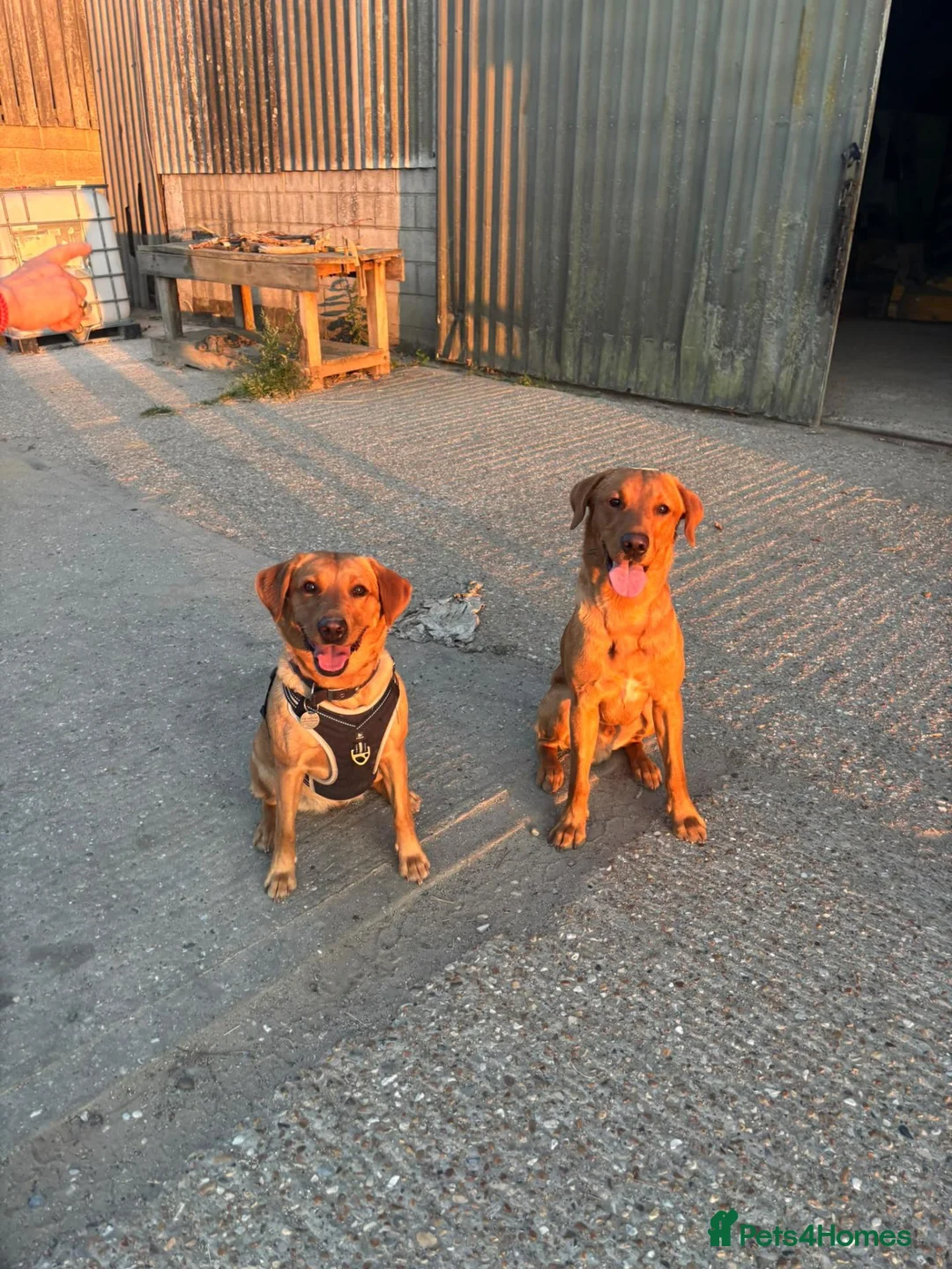 Labrador Retriever dogs for sale: Pedigree Red Fox Labrador Retriever Puppies  in Coulsdon - Advert 2