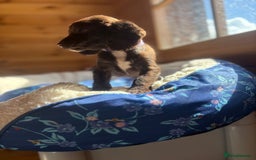 Cocker Spaniel dogs for sale: Beautiful Cocker spaniel puppies for sale - Image 2