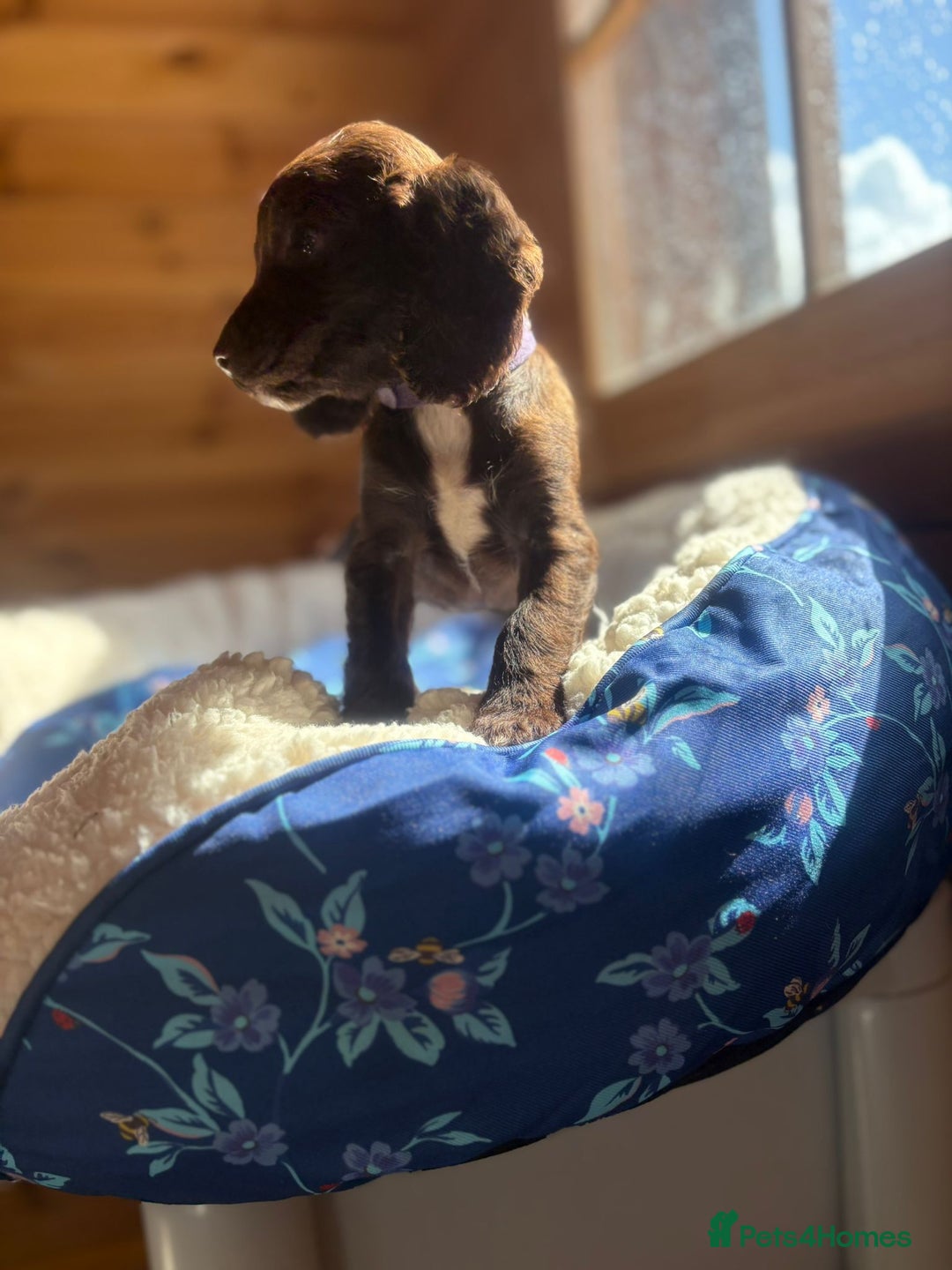 Cocker Spaniel dogs for sale: Beautiful Cocker spaniel puppies for sale - Image 2