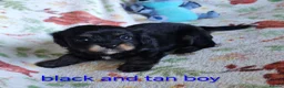 Mixed Breed dogs for sale: Beautiful Cavalier Mix Breed pups - Advert 6