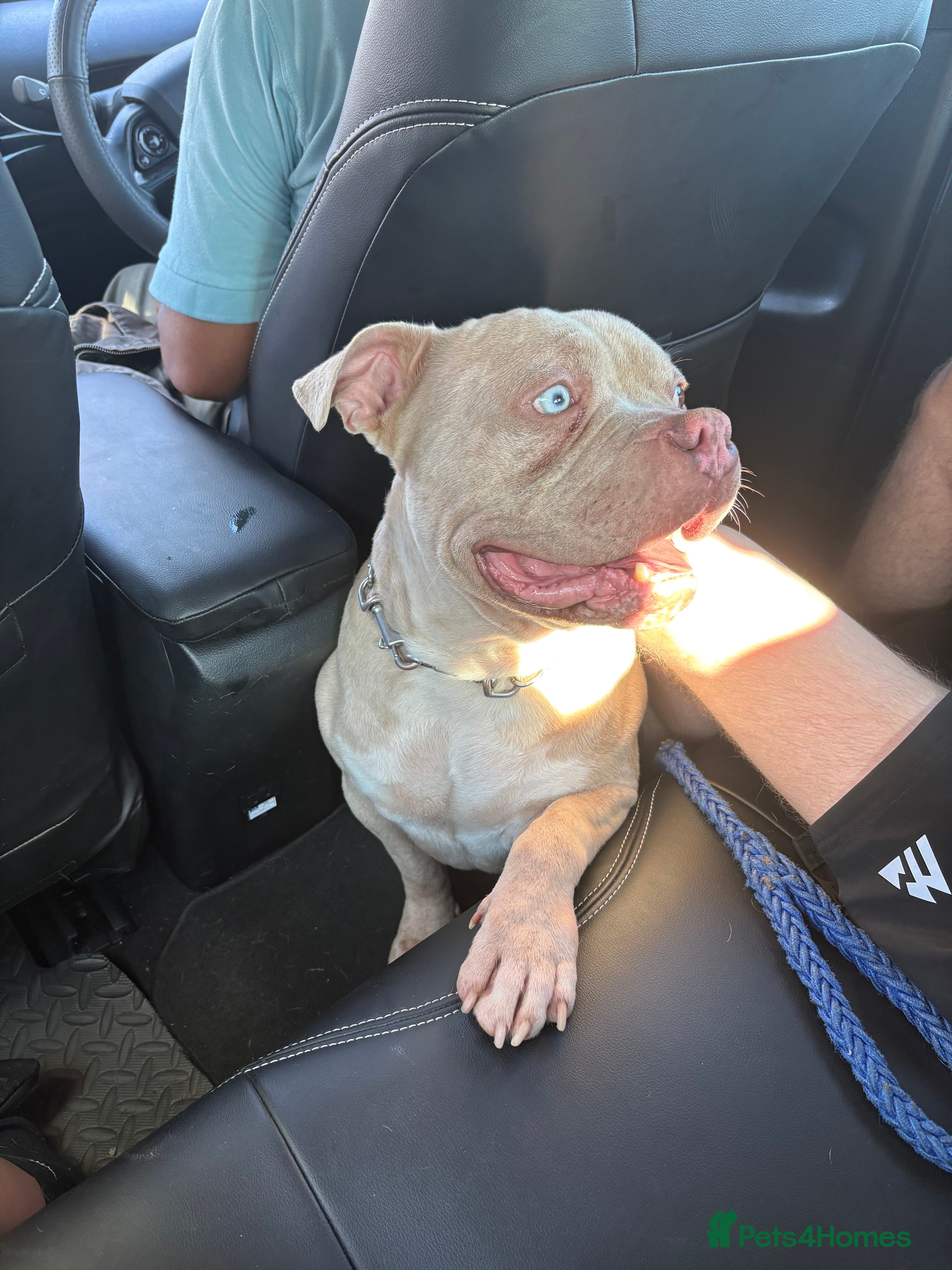 American Bully dogs Pocket bully  - Advert 1