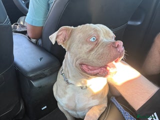 American Bully dogs Pocket bully - Advert 1