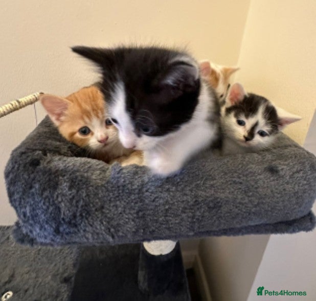 Mixed Breed cats 2 Beautiful kittens left !!! - Advert 2