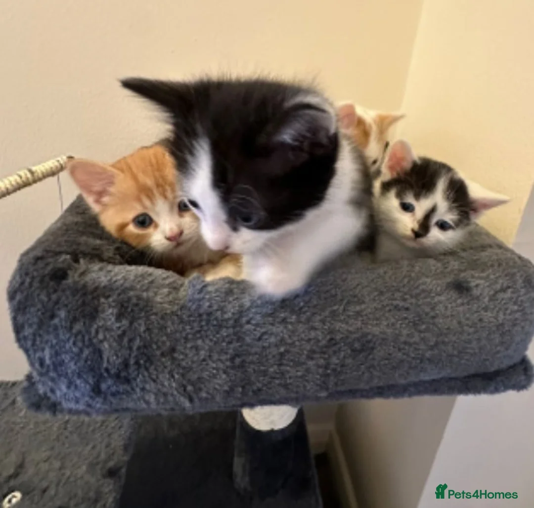 Mixed Breed cats for sale: All kittens now reserved !!! - Advert 1