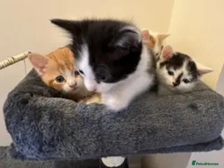 Mixed Breed cats 2 Beautiful kittens left !!! - Advert 2
