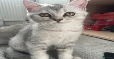 British Shorthair cats - Advert 10