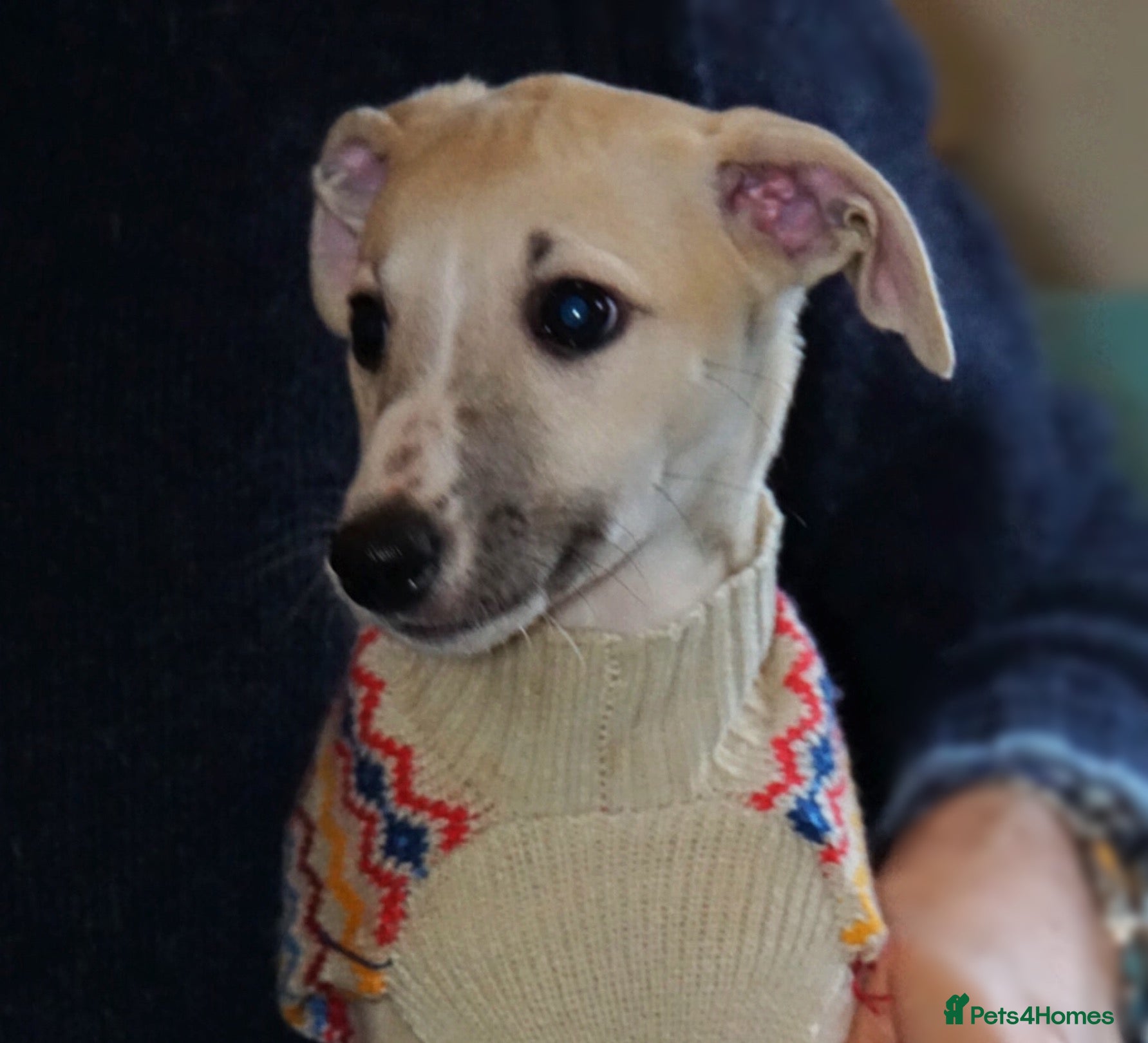 Whippet dogs Quality show/ Lure coursing girl - Advert 5