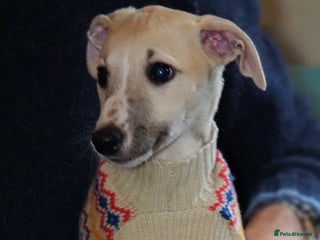 Whippet dogs Quality show/ Lure coursing girl - Advert 5