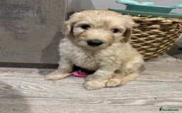 Goldendoodle dogs for sale: Golden doodle F1B stunning puppies  - Image 6