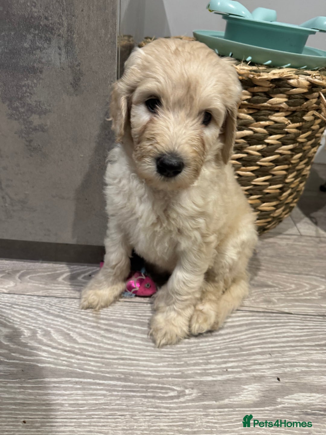 Goldendoodle dogs for sale: Golden doodle F1B stunning puppies  - Image 6