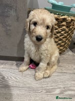 Goldendoodle dogs - Advert 10