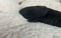 Mixed Breed dogs for sale: Shichonpoo (Teddy bear) puppies  - Image 6