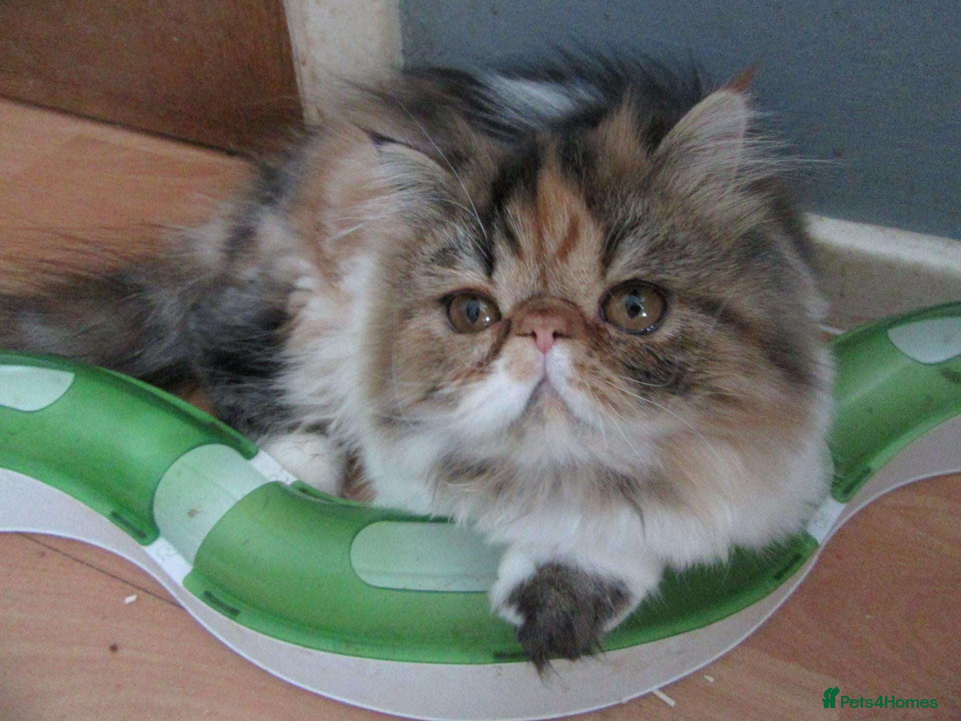 Persian cats Adorable Persian female kitten Ready now - Advert 5