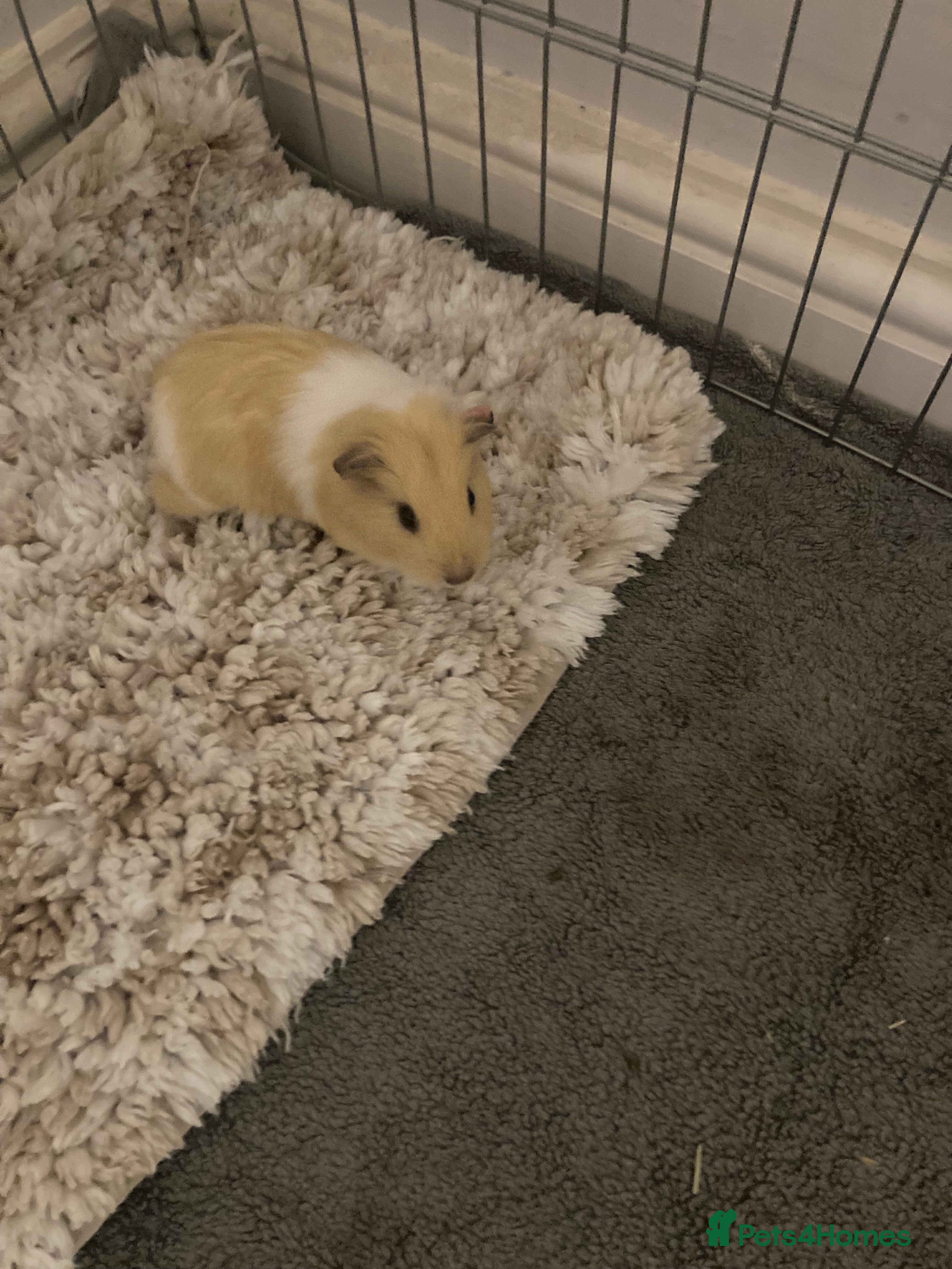 Guinea Pig rodents 2 male Guinea pigs for sale  - Advert 2