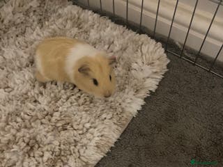 Guinea Pig rodents 2 male Guinea pigs for sale - Advert 2