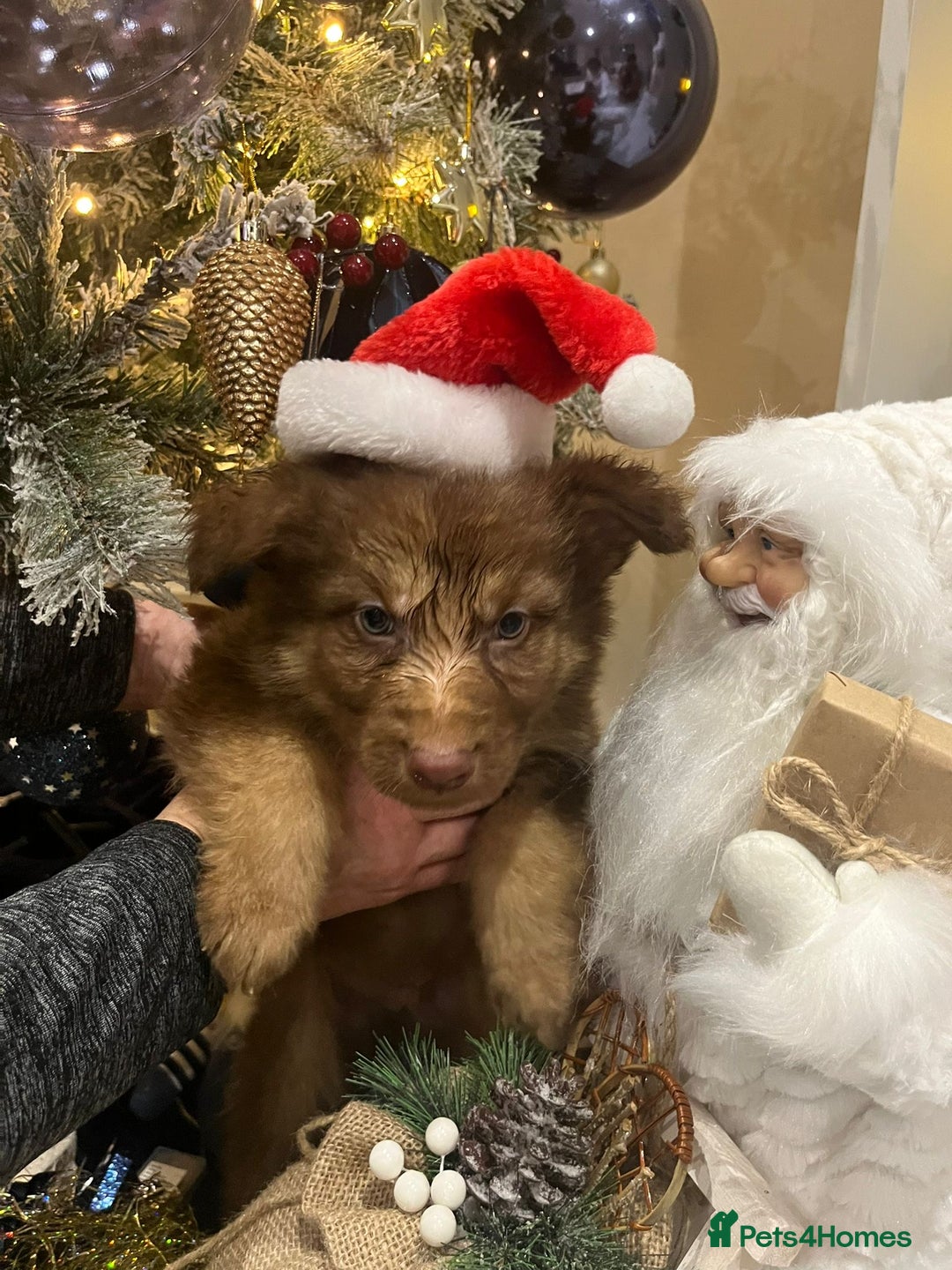 German Shepherd dogs for sale: Working KC GSD German shepherd puppies  - Advert 10