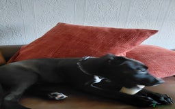Staffordshire Bull Terrier dogs for sale: Staffordshire bull terrier - Image 2