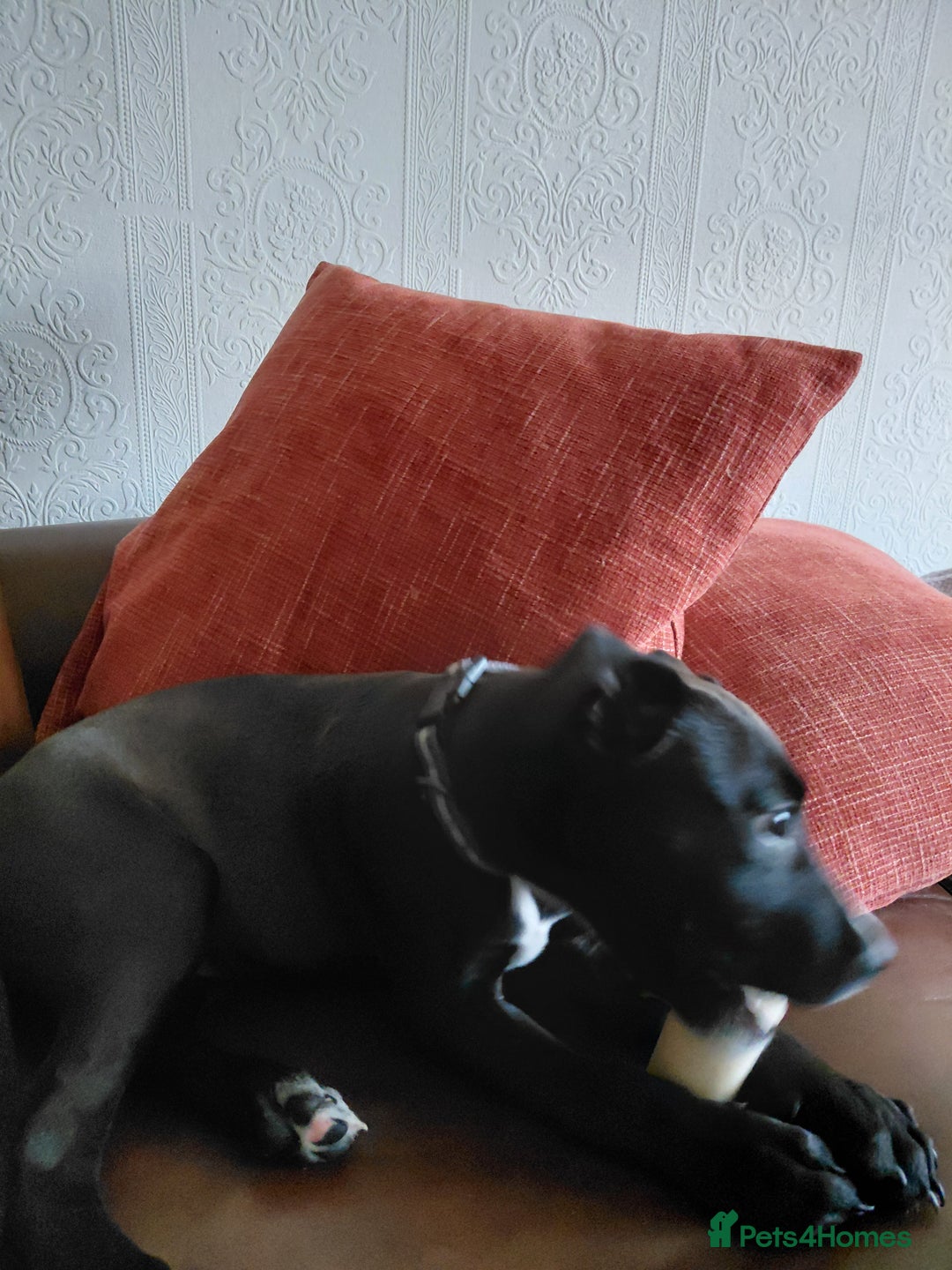 Staffordshire Bull Terrier dogs for sale: Staffordshire bull terrier - Image 2