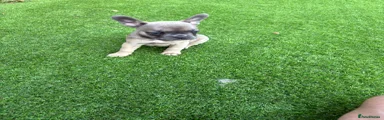 French Bulldog 3