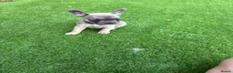 French Bulldog dogs for sale: Beautiful coloured litter - Advert 4