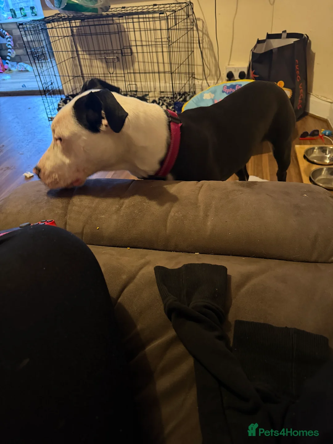 Mixed Breed dogs for sale: Melody  - Advert 5