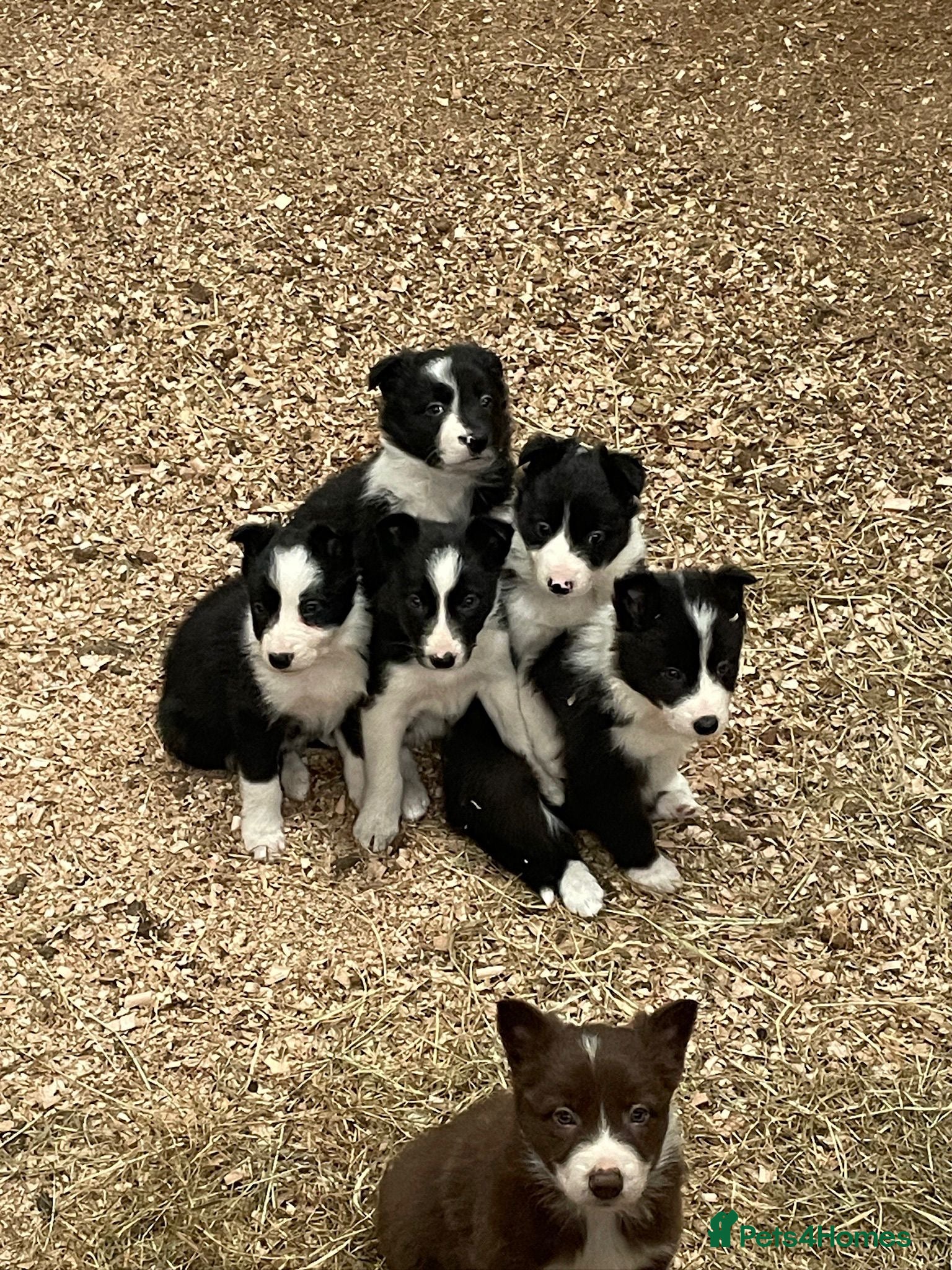 Border Collie dogs Border collie puppy’s  - Advert 1