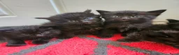 Maine Coon cats for sale: Beautiful black fluffy kittens - Advert 4