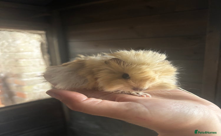 Guinea Pig rodents - Advert 9