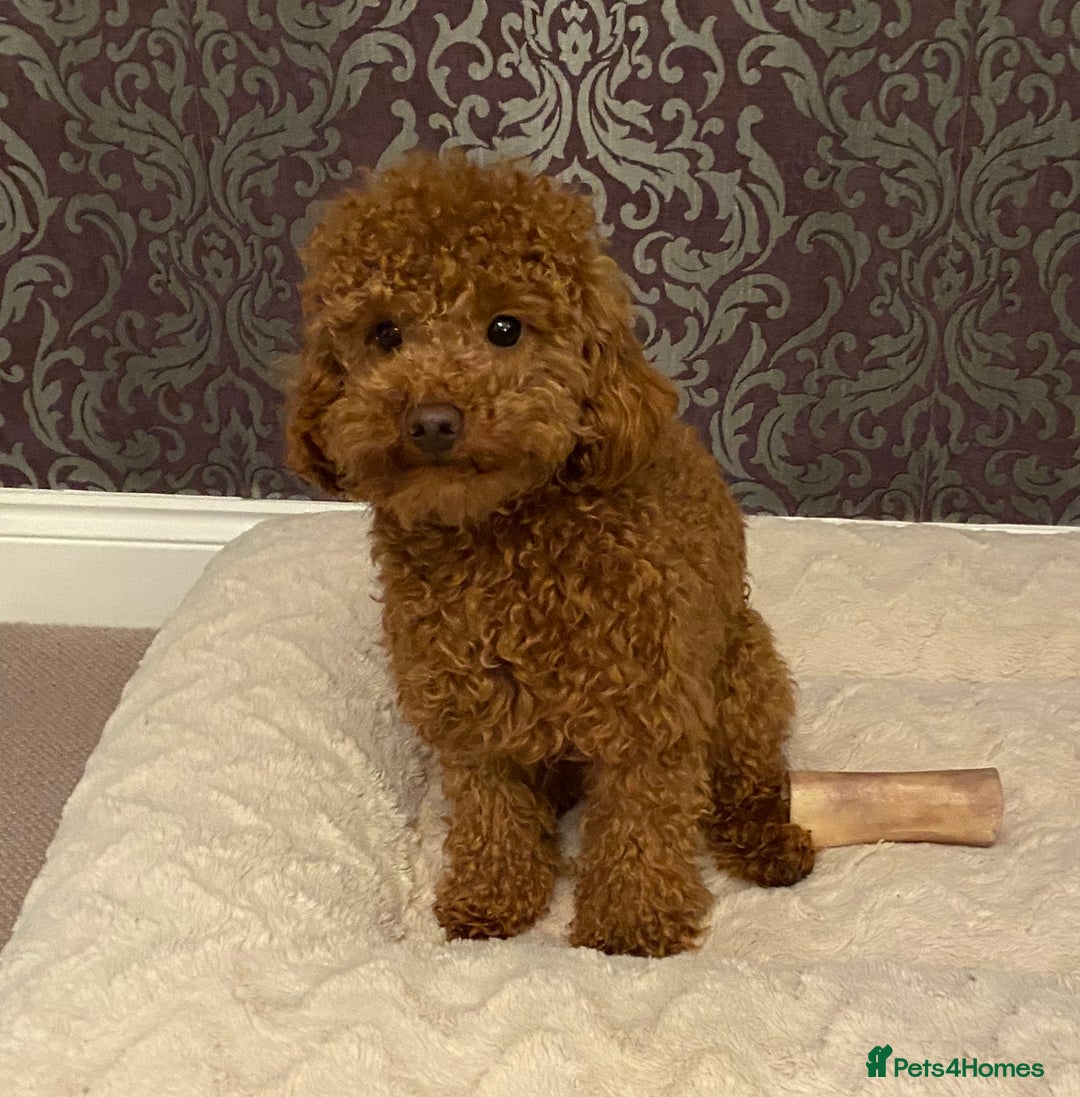 Toy Poodle dogs for stud: Toy Poodle Stud (Not for Sale) in Houghton le Spring - Advert 5