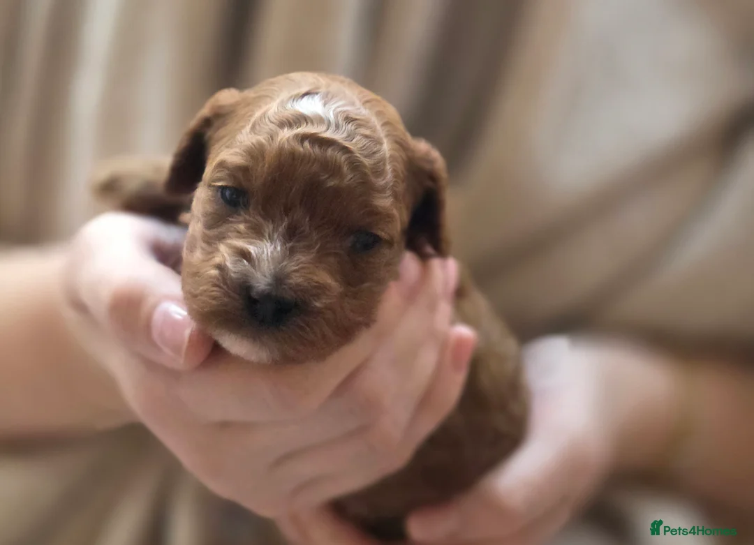 Cavapoo dogs for sale: Small F2 Cavapoo Puppies – Family Raised - Advert 32