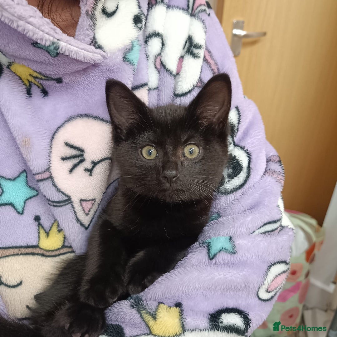 British Shorthair cats for sale: 2 Female Kittens for free - British Shorthair - Image 1