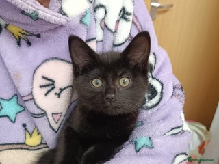 British Shorthair cats - Advert 33