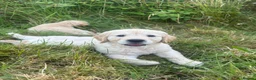 Golden Retriever dogs for sale: Gorgeous Golden Retriever Puppies  - Advert 2