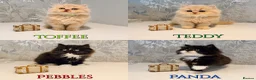 Persian cats for sale: Beautiful Long-Haired Persian Kittens - PKD neg - Advert 1