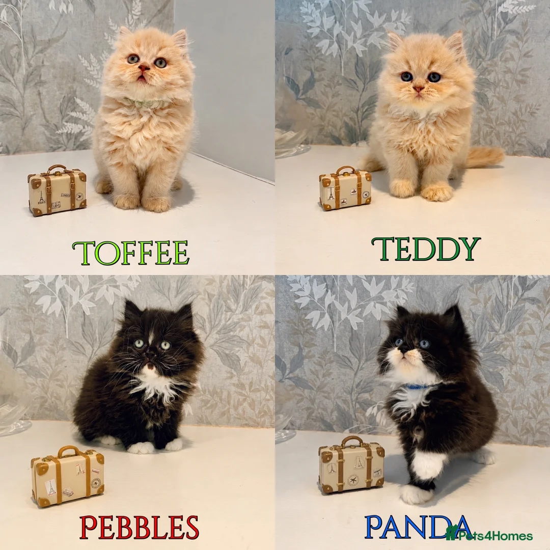 Persian cats for sale: Beautiful Long-Haired Persian Kittens - PKD neg - Advert 1