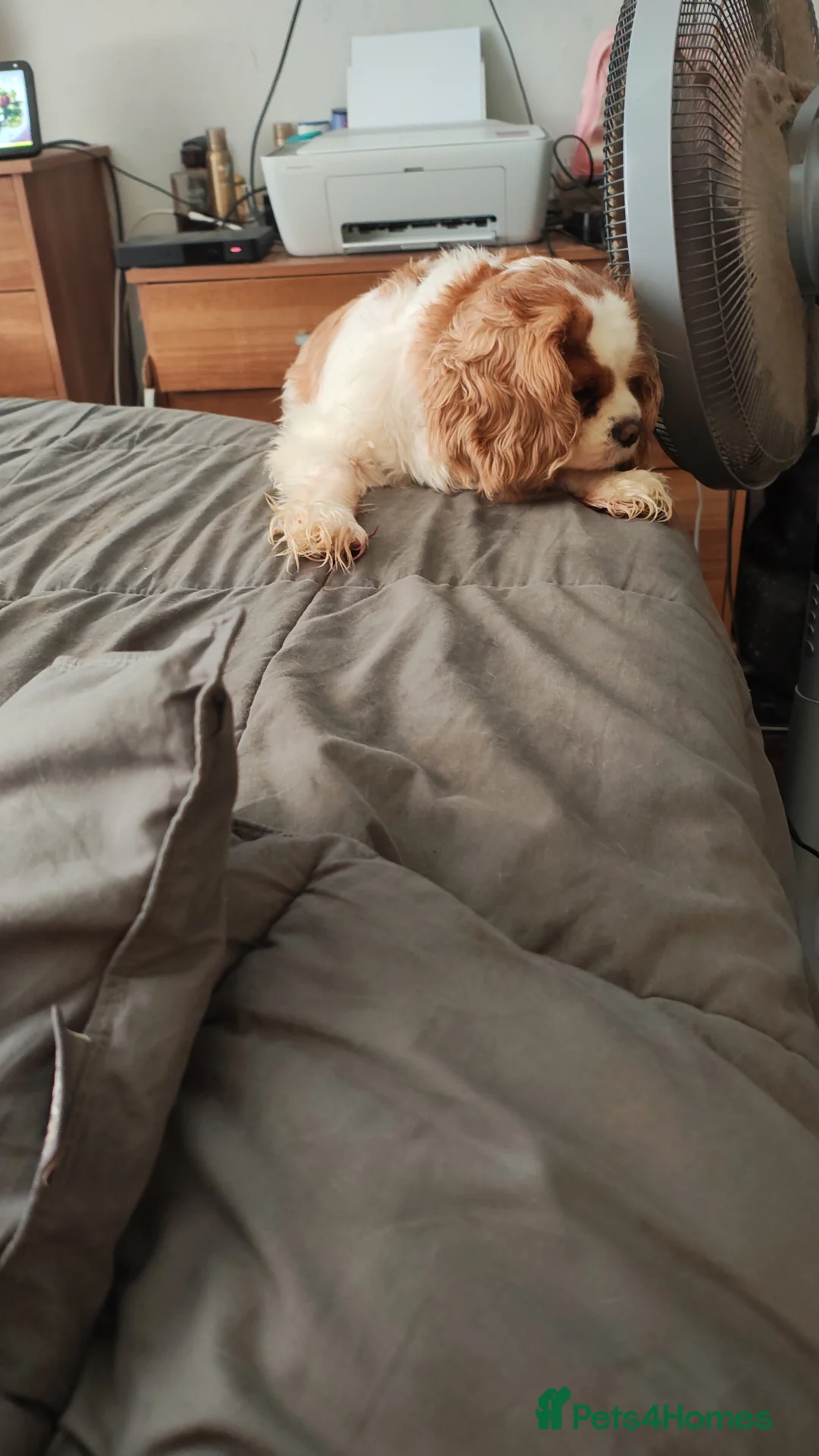 Cavalier King Charles Spaniel dogs for sale: Older loving girl looking for a new home  - Advert 2