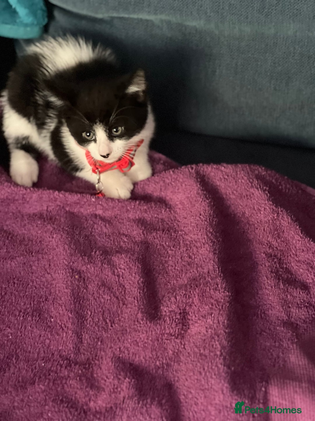 Mixed Breed cats for sale: Fabulous fun , fluffy and  happy kittens  - Image 12
