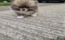 Pomeranian dogs for sale: 1 BOY 1 GIRL POMERANIAN PUPPIES AVAILABLE  - Image 28