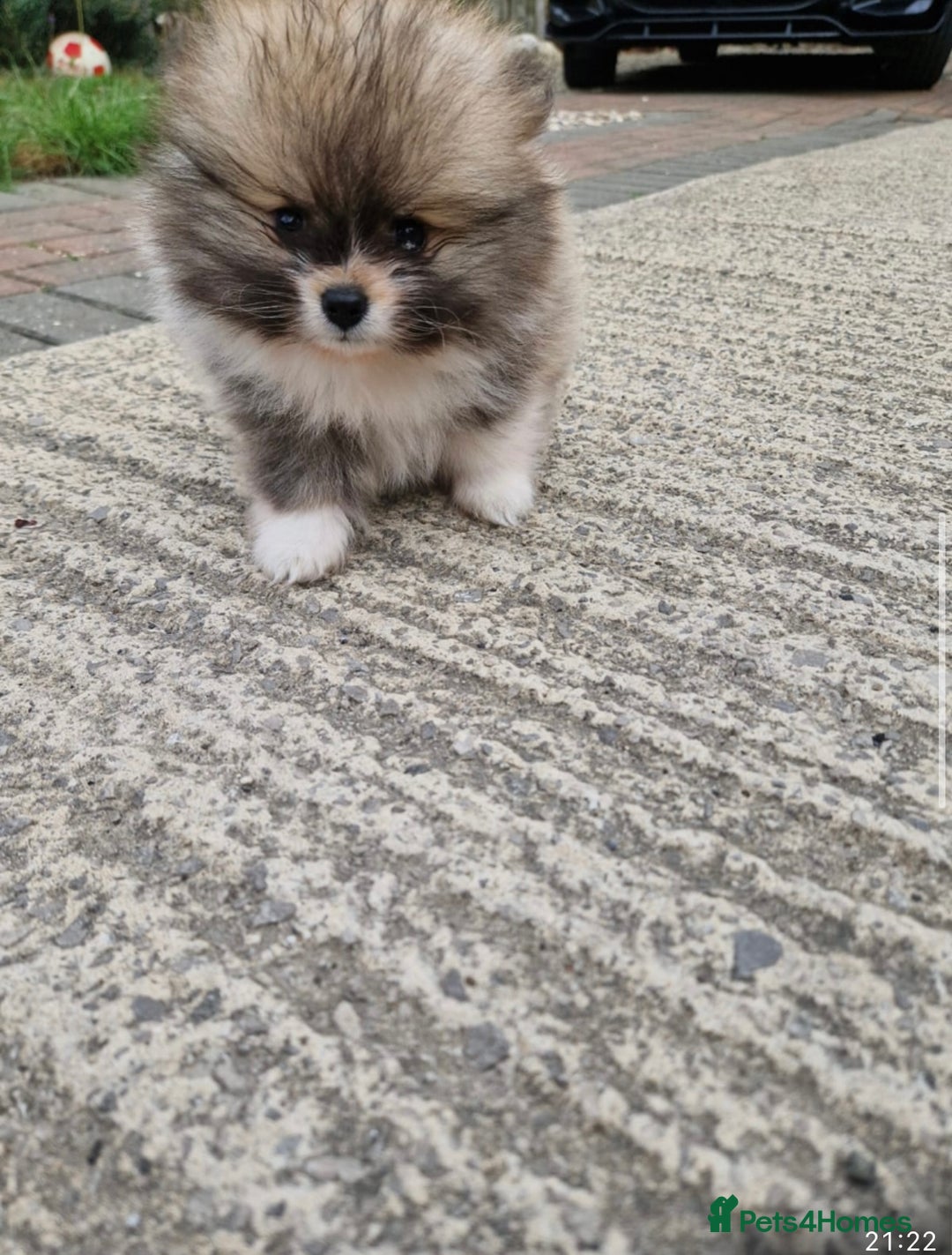 Pomeranian dogs for sale: 1 BOY 1 GIRL POMERANIAN PUPPIES AVAILABLE  - Image 28