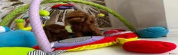 Toy Poodle dogs for stud: Deep red Asian poodle stud  - Advert 5