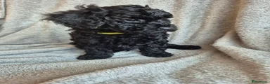 Grape green collar 