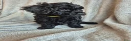 Miniature Poodle dogs for sale: Ready now! Only 2 girls left  - Advert 19